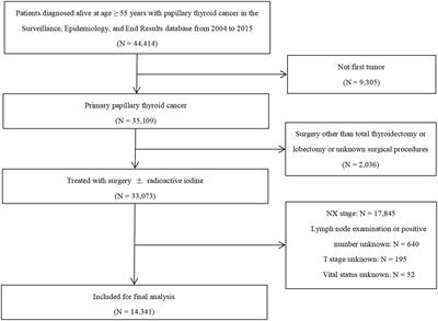 The number of metastatic lymph nodes optimizes staging in patients aged 55 years or older with papillary thyroid cancer